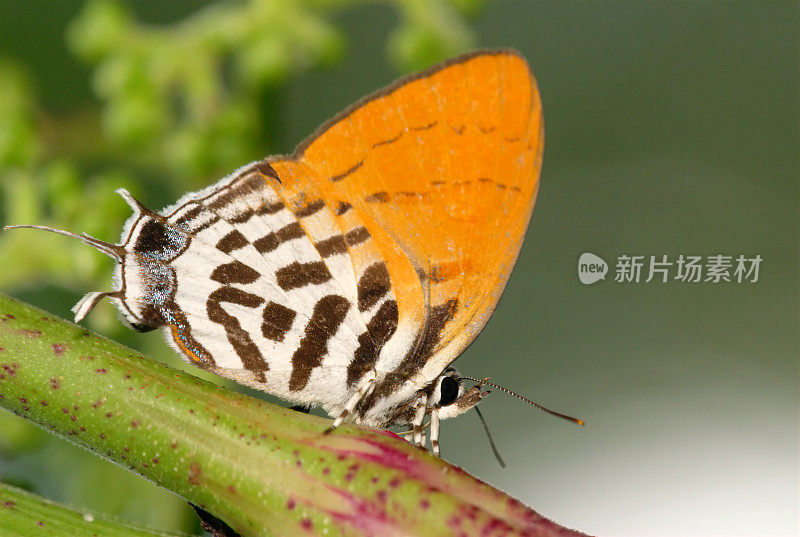 新加坡的普通Posy (Drupadia ravindra)